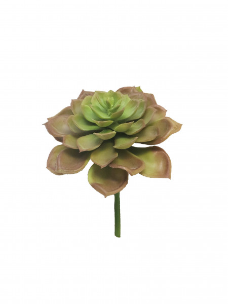 Echeveria Gourin