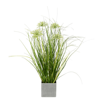 Gras