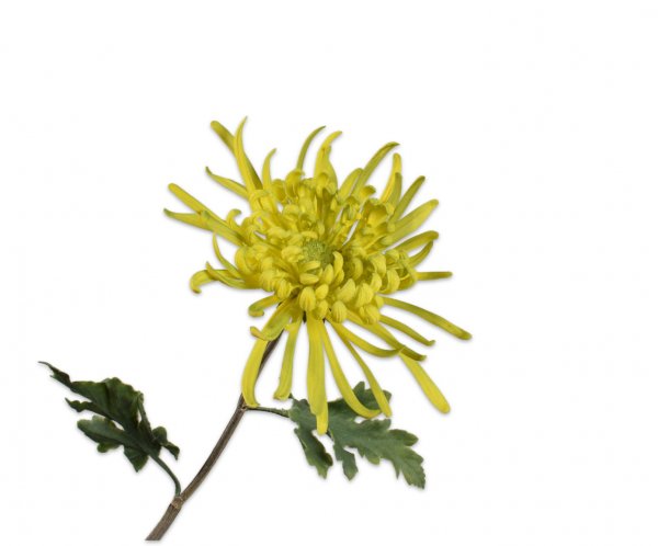 Chrysantheme 68 cm