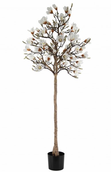 Magnolienbaum getopft 190 cm