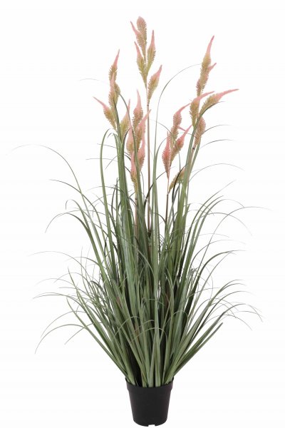 Zwiebelgras getopft 125 cm