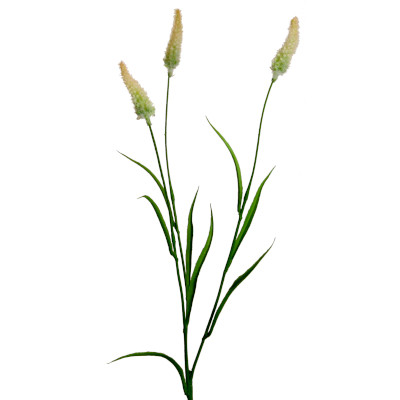 Bürstengras