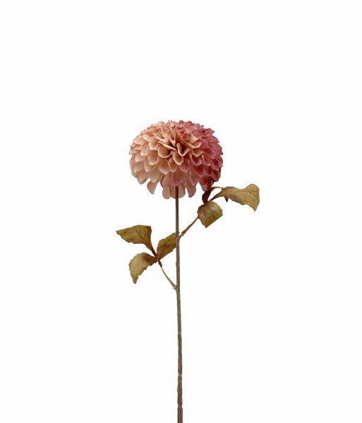 Dahlie 74 cm