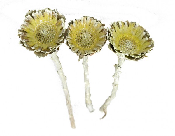 Protea Rosette VE 50 St