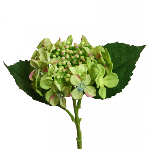 Hortensie mit Knospen L4 5cm