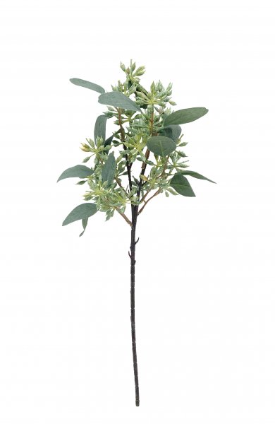 Eukalyptuszweig mit Früchte 51 cm