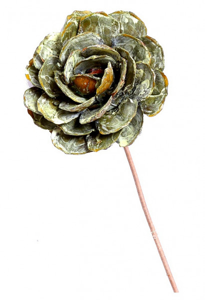 Pinerose am Stab VE 12 St