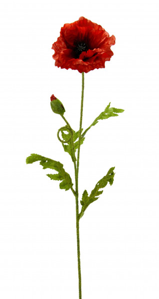 Mohn