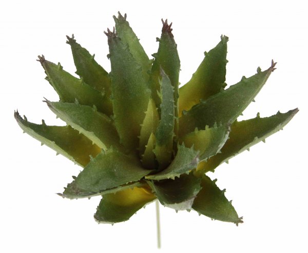 Aloe 18 cm