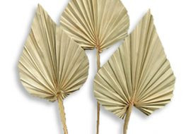 Palmspeer VE 500 St