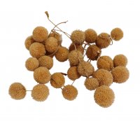 Platanbälle 210 gr Platanbälle 210 gr