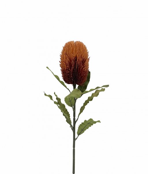 Banksia or 65cm