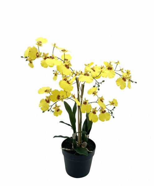 Oncidium getopft 56 cm