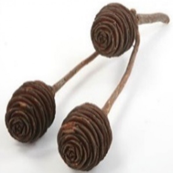 Platyspernum VE 50 St