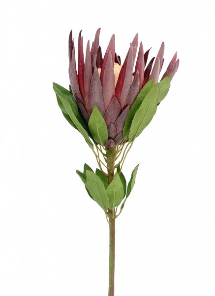 King Protea 65 cm