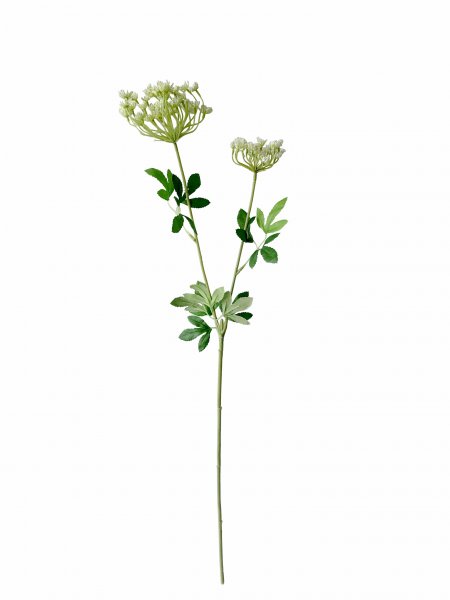 Dill 78 cm
