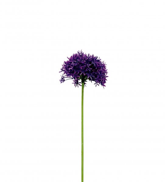 Dandelion 63 cm