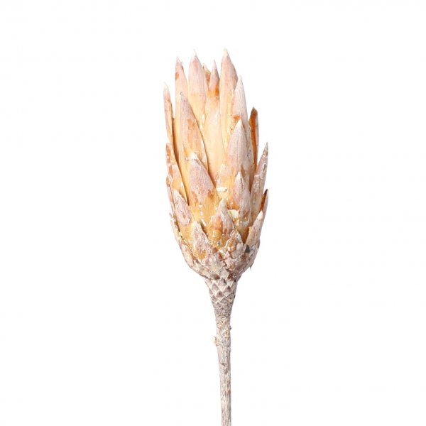 Protea Repens VE 25 St