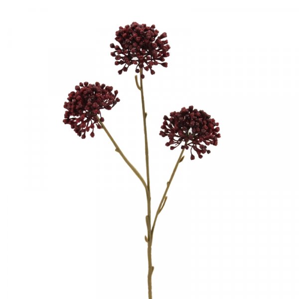 Allium 60 cm