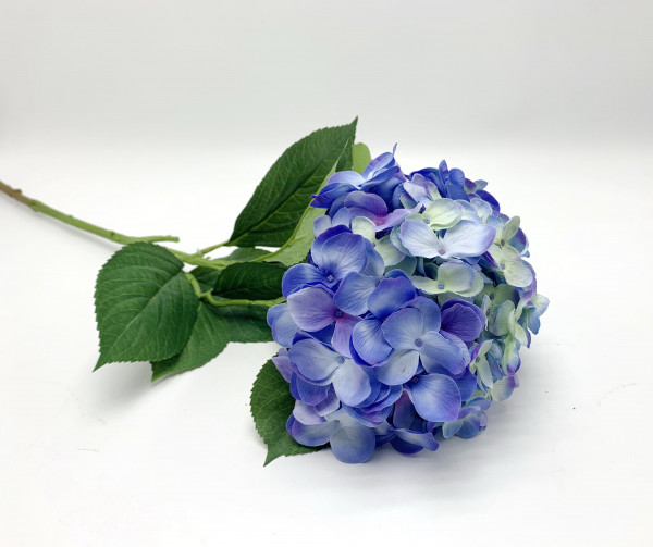 Hortensie