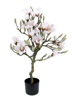 Magnolienbaum