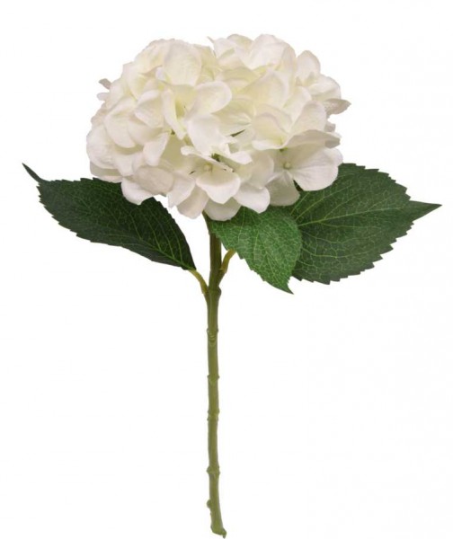 Hortensie