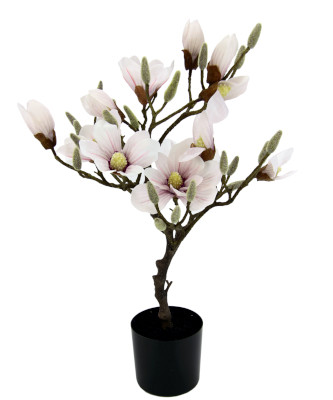 Magnolienbaum