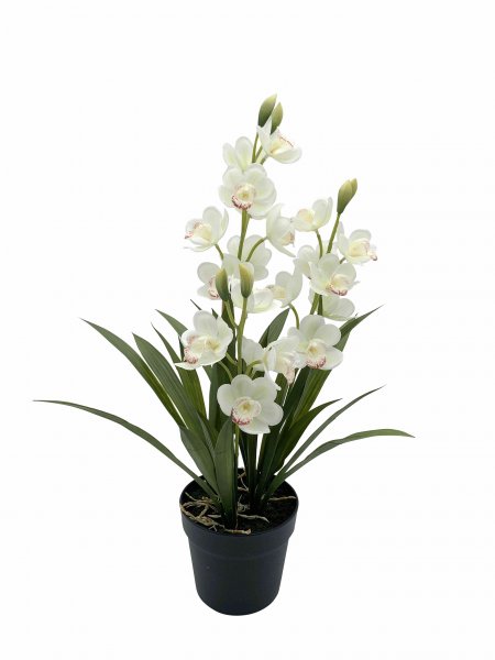 Cymbidie getopft 61 cm