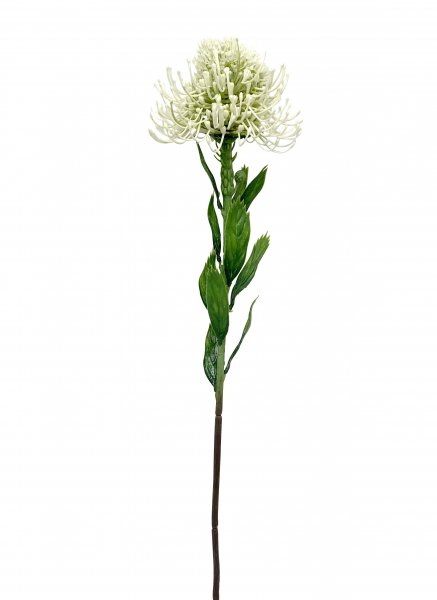 Nadelkissen blühend 60 cm