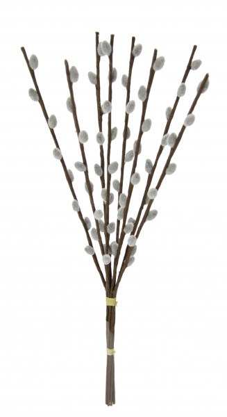 Weidenkätzchen-Bund