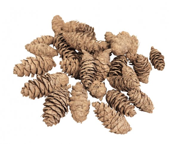 Douglasia Zapfen 140 gr