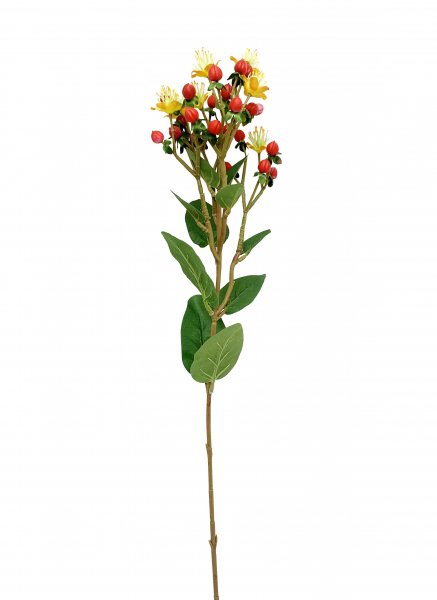 Hypericum 65 cm
