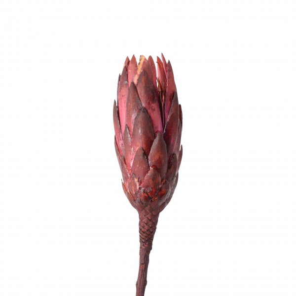 Protea Compacta Extra VE 25 St