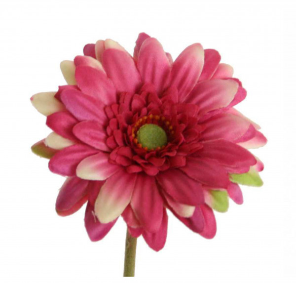 Gerbera