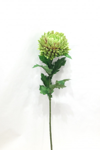 Chrysantheme