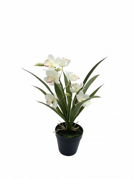 Cymbidie getopft 38 cm