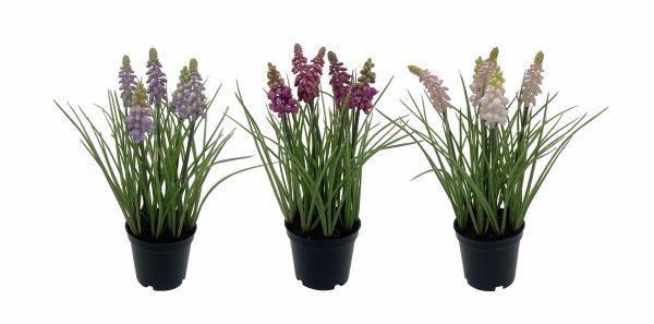Muscari getopft 3-farbig sortiert 27 cm