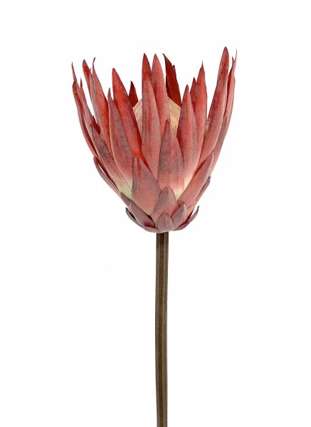 King Protea 60 cm