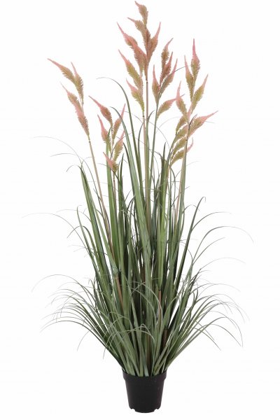 Zwiebelgras getopft 145 cm