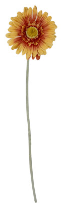 Gerbera