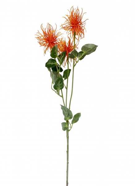 Xanthium 80 cm