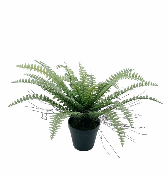 Farn getopft 41 cm