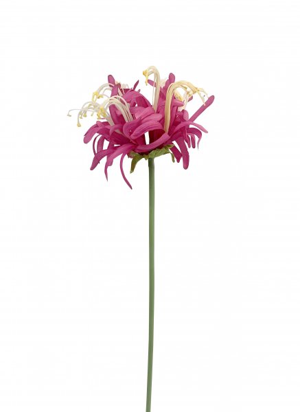 Nerine 60 cm