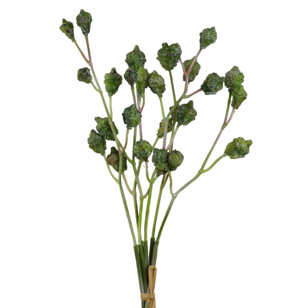 Eukalyptusfrucht-Bund