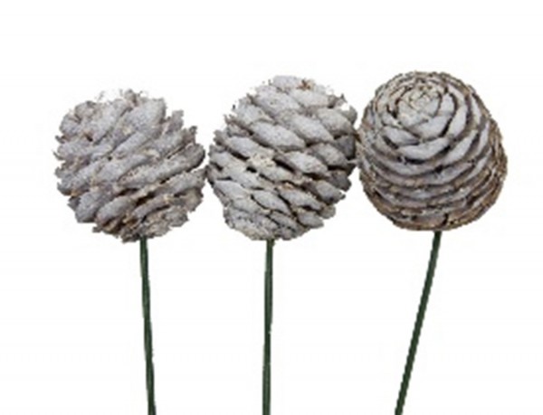 Muirii am Draht VE 100 St