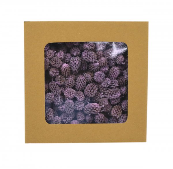 Casurina Pods 250 g
