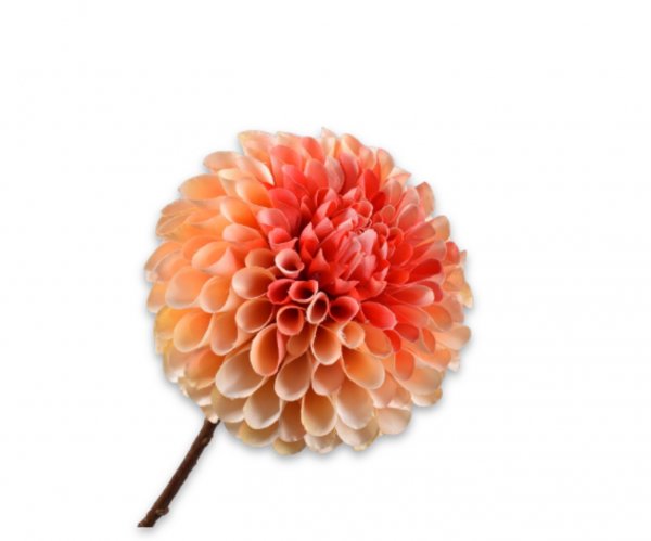 Dahlie 64 cm