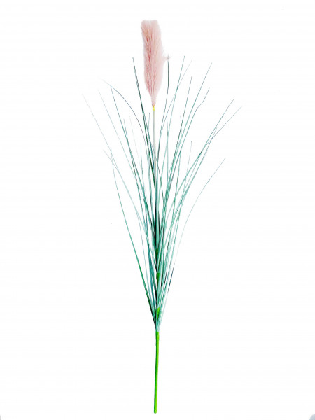 Pampasgras 120 cm