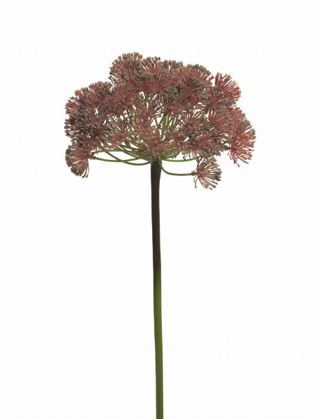 Dill Queen Anne