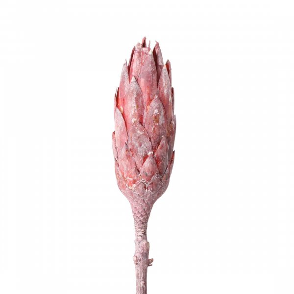 Protea Compacta Extra VE 25 St